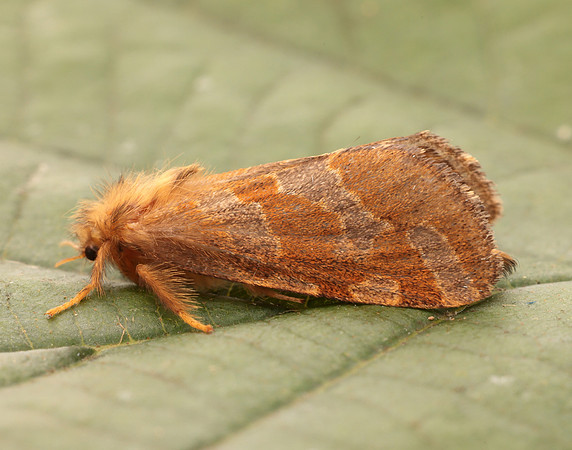 3.004 BF16 Gold Swift Phymatopus hecta