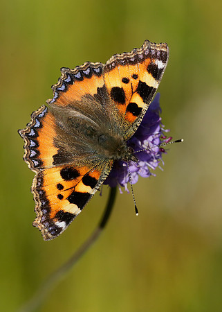 Small Tortoiseshell Aglais urticae