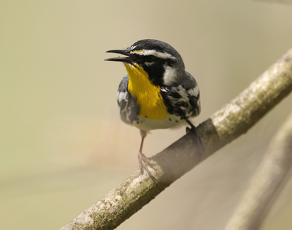 Yellow-throated Warbler  Setophaga dominica