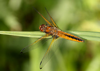 Scarce Chaser Libellula fulva