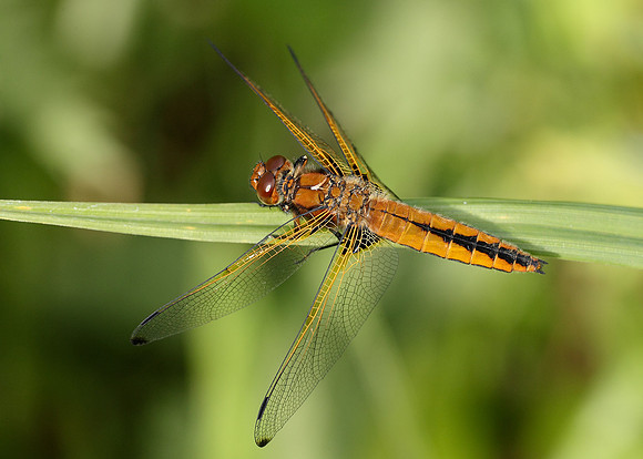 Scarce Chaser Libellula fulva