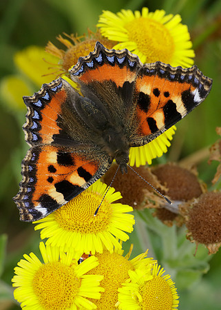Small Tortoiseshell Aglais urticae