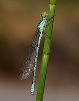 Northern Damselfly Coenagrion hastulatum