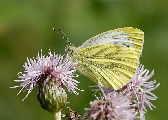 Green-veined White Pieris napi