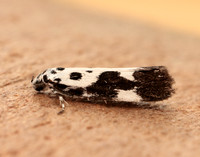 33.002 BF719 Ethmia quadrillella