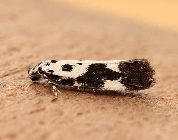33.002 BF719 Ethmia quadrillella