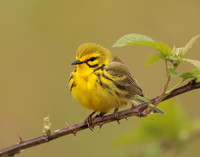 Prairie Warbler Setophaga discolor