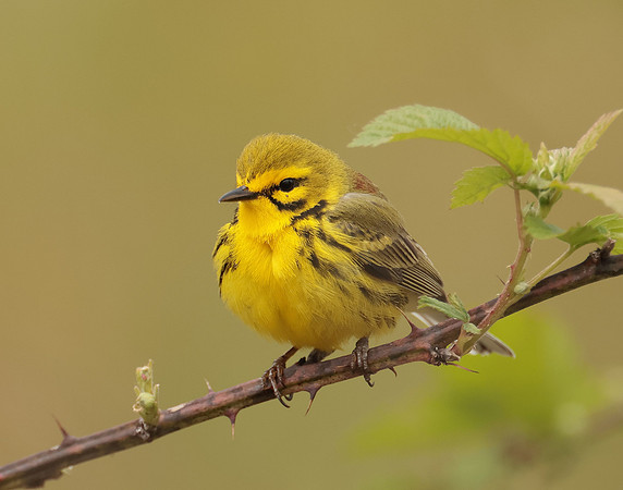 Prairie Warbler Setophaga discolor