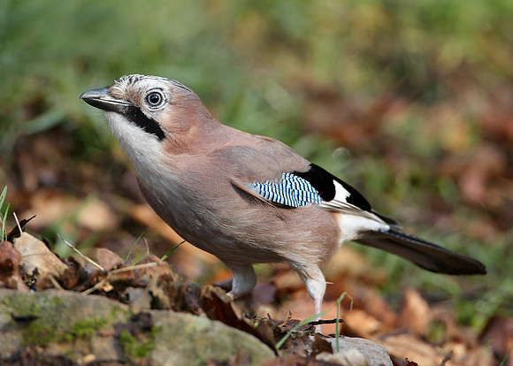 Jay Corvus glandarius