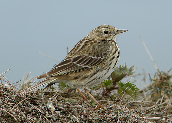 Meadow Pipit Anthus pratensis