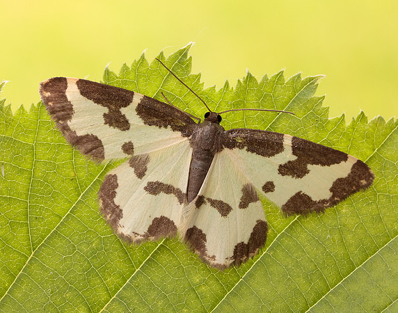 70.207 BF1887 Clouded Border Lomaspilis marginata