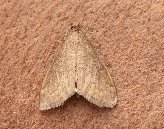63.016 BF1386 Anania fuscalis
