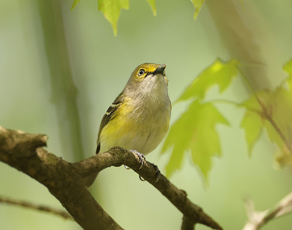 White-eyed Vireo Vireo griseus