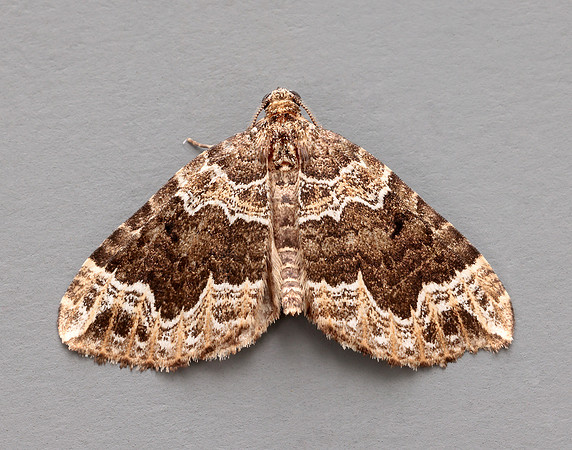 70.104 BF1751 Devon Carpet Lampropteryx otregiata