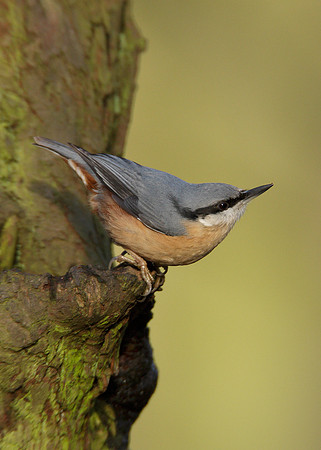 Nuthatch Sitta europaea