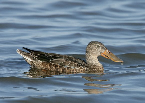 Shoveler Anas clypeata