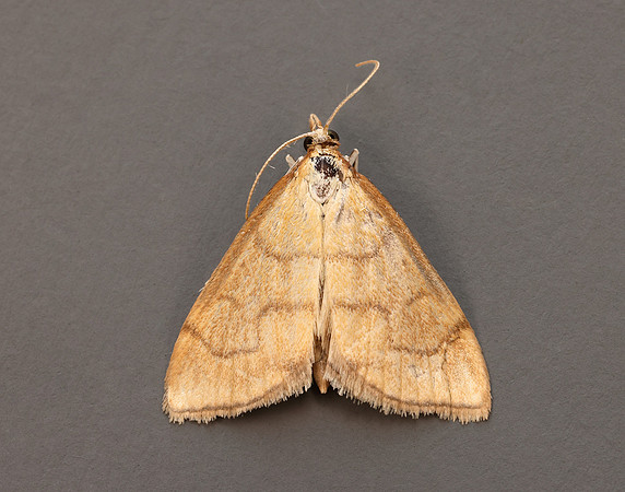 63.022 BF1385 Anania crocealis