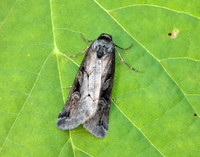 73.061 BF2394 Anomalous Stilbia anomala
