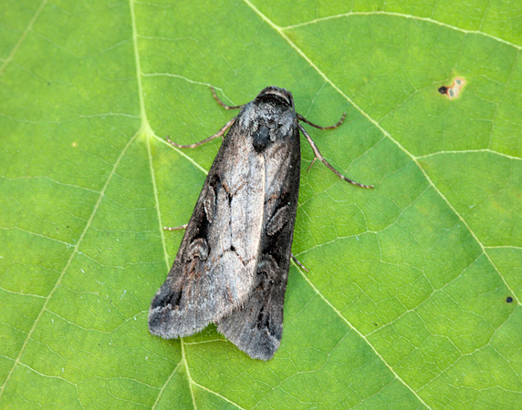 73.061 BF2394 Anomalous Stilbia anomala