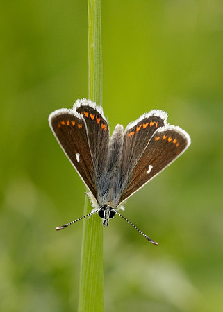 Northern Brown Argus Aricia artaxerxes artaxerxes