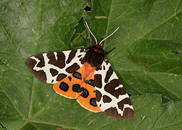 72.026 BF2057 Garden Tiger Arctia caja