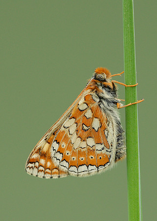 Marsh Fritillary Euphydryas aurinia