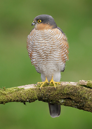 Sparrowhawk Accipiter nisus