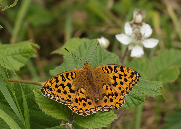 High Brown Fritillary Argynnis adippe