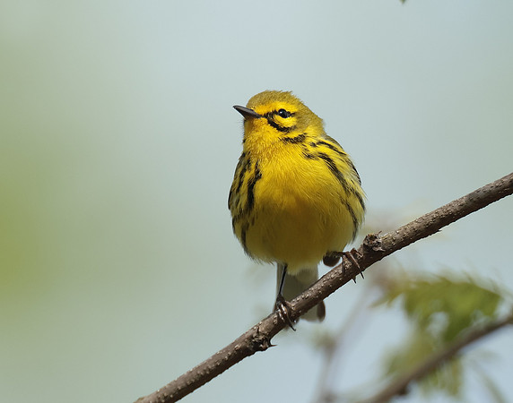 Prairie Warbler Setophaga discolor