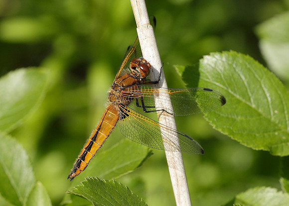 Scarce Chaser Libellula fulva