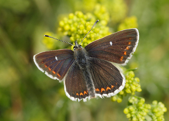 Northern Brown Argus Aricia artaxerxes artaxerxes