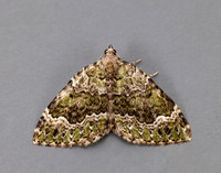 70.099 BF1774 Beech-green Carpet Colostygia olivata