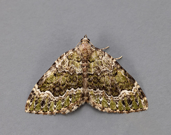 70.099 BF1774 Beech-green Carpet Colostygia olivata