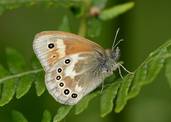 Large Heath Coenonympha tullia davus