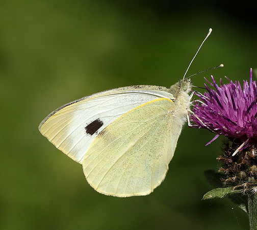 Large White Pieris brassicae