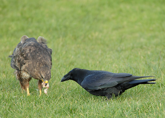 Raven Corvus corax