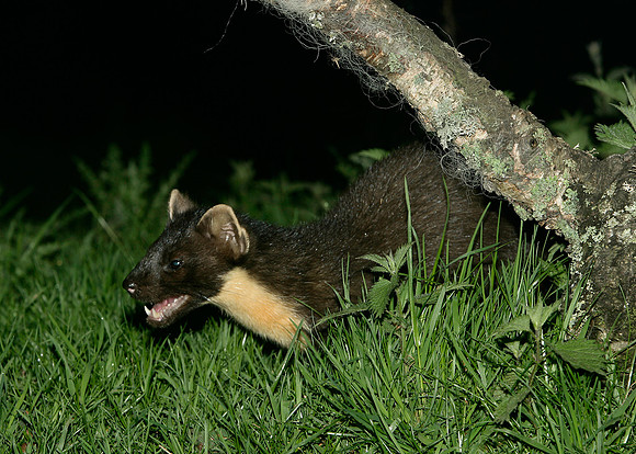 Pine Marten Martes martes