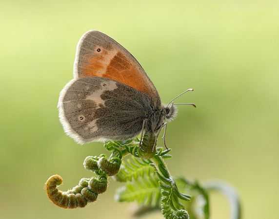 Large Heath scotica Coenonympha tullia scotica