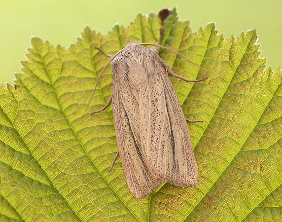 73.289 BF2196 Striped Wainscot Mythimna pudorina