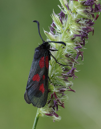 54.007 BF168 New Forest Burnet Zygaena viciae