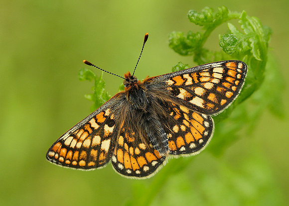 Marsh Fritillary; Euphydryas aurinia;