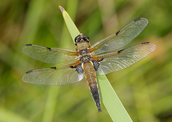 Four-spotted Chaser Libellula quadrimaculata