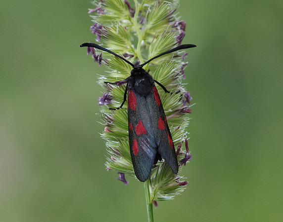 54.007 BF168 New Forest Burnet Zygaena viciae