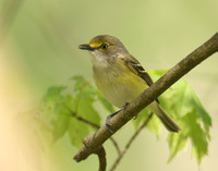 White-eyed Vireo Vireo griseus