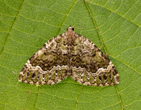 70.099 BF1774 Beech-green Carpet Colostygia olivata