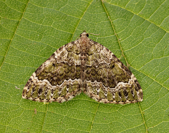 70.099 BF1774 Beech-green Carpet Colostygia olivata