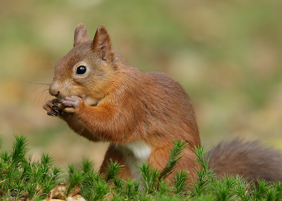 Red Squirrel Sciurus vulgaris