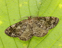 70.264 BF1940 Satin Beauty Deileptenia ribeata