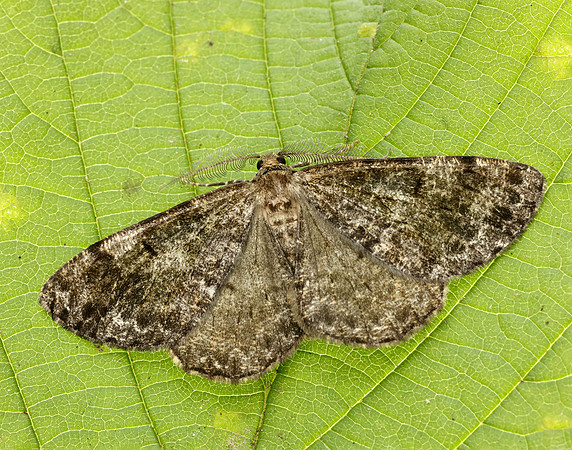 70.264 BF1940 Satin Beauty Deileptenia ribeata