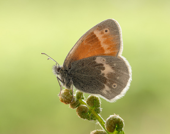 Large Heath scotica Coenonympha tullia scotica